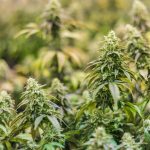 Семена конопли Critical Mass feminised от Ganja Seeds images331.jpg