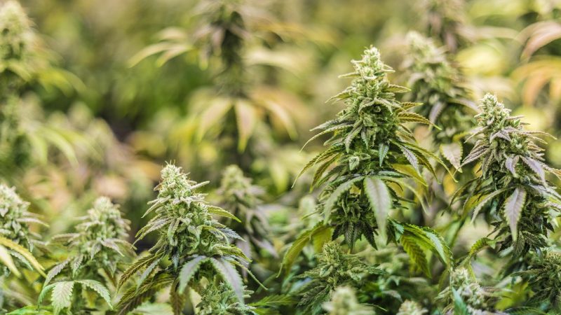 Семена конопли Critical Mass feminised от Ganja Seeds