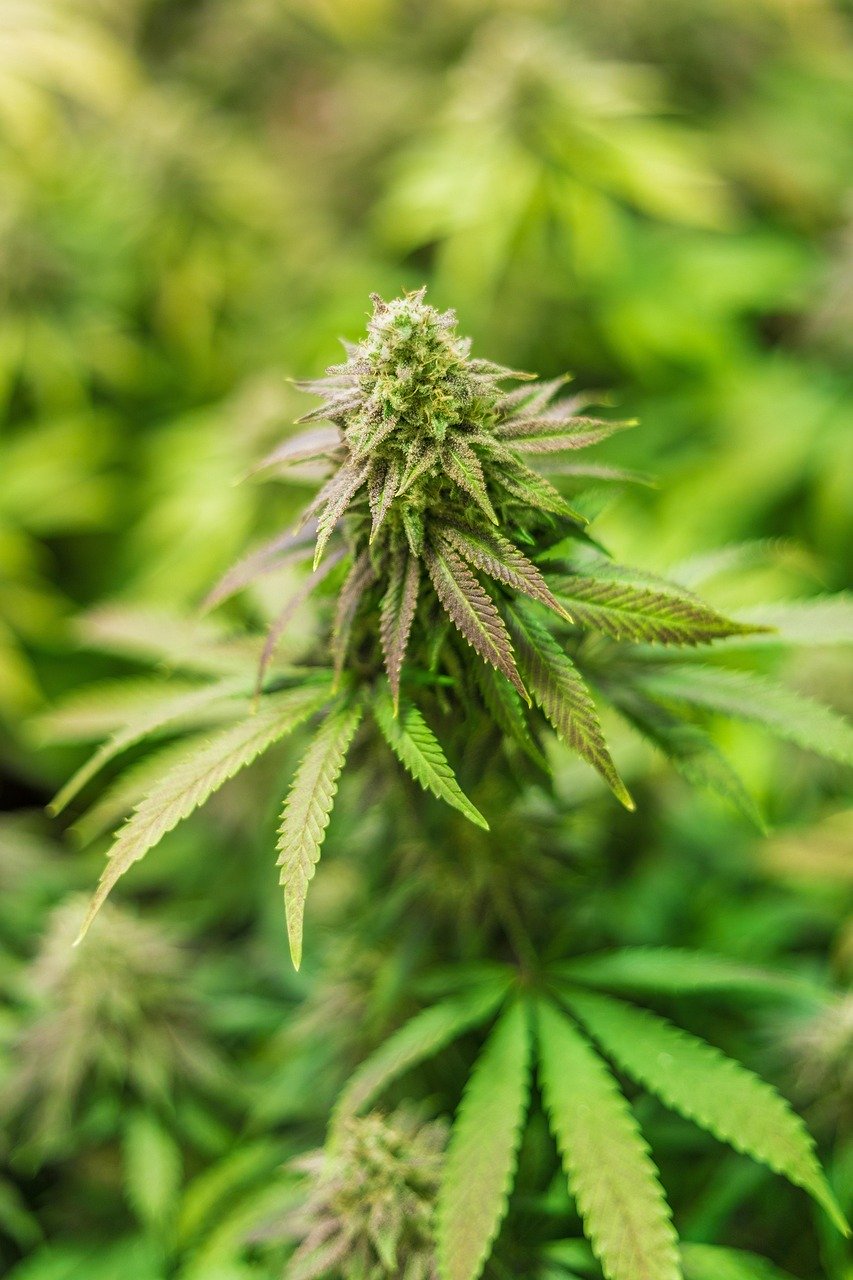 Семена конопли Cream 47 feminised от Ganja Seeds