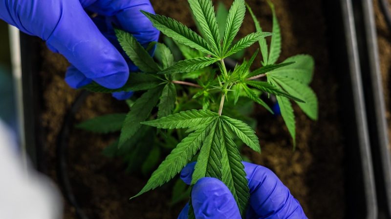 Семена конопли Pegas Regular от Ganja Seeds