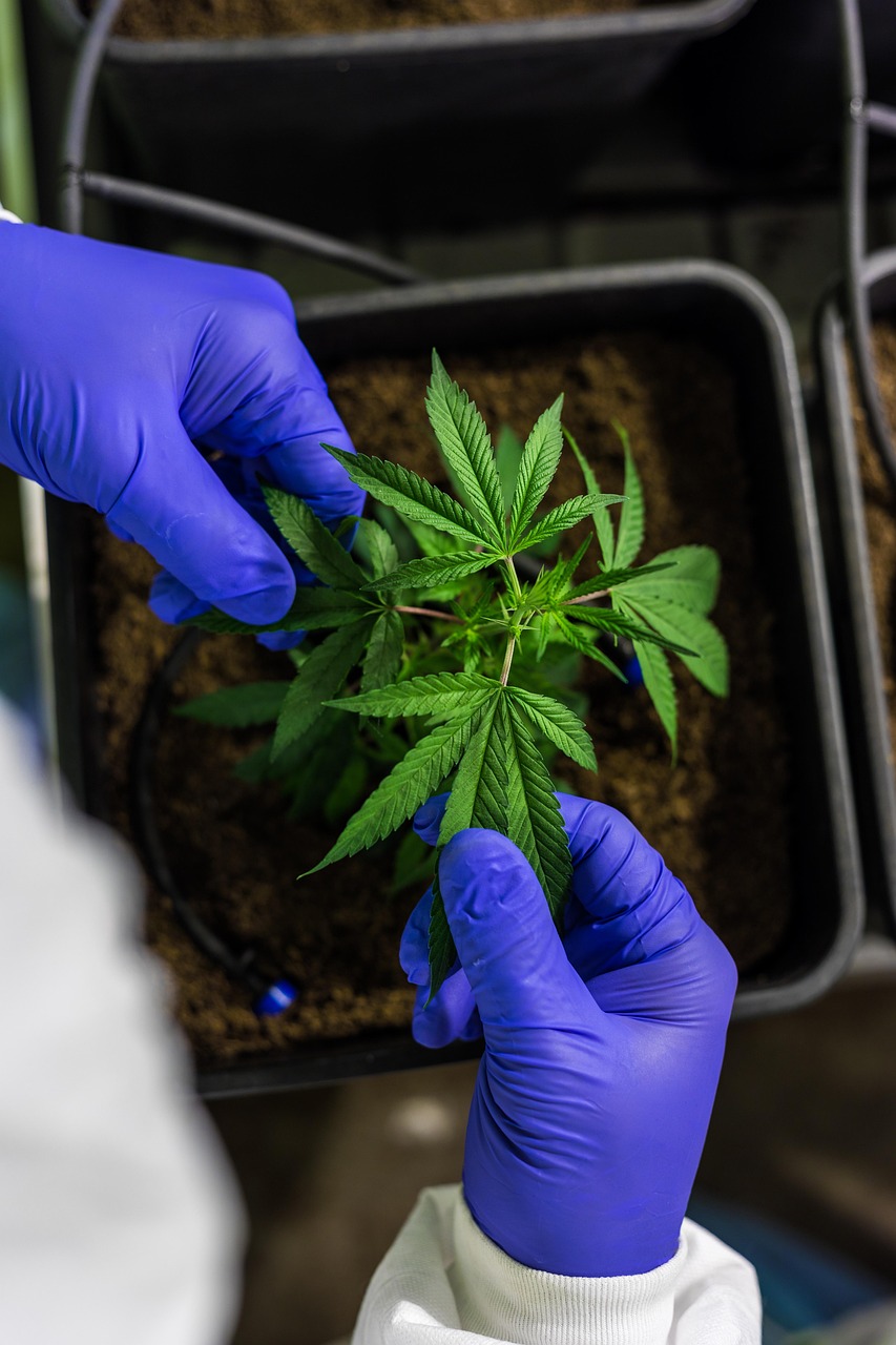 Семена конопли Pegas Regular от Ganja Seeds