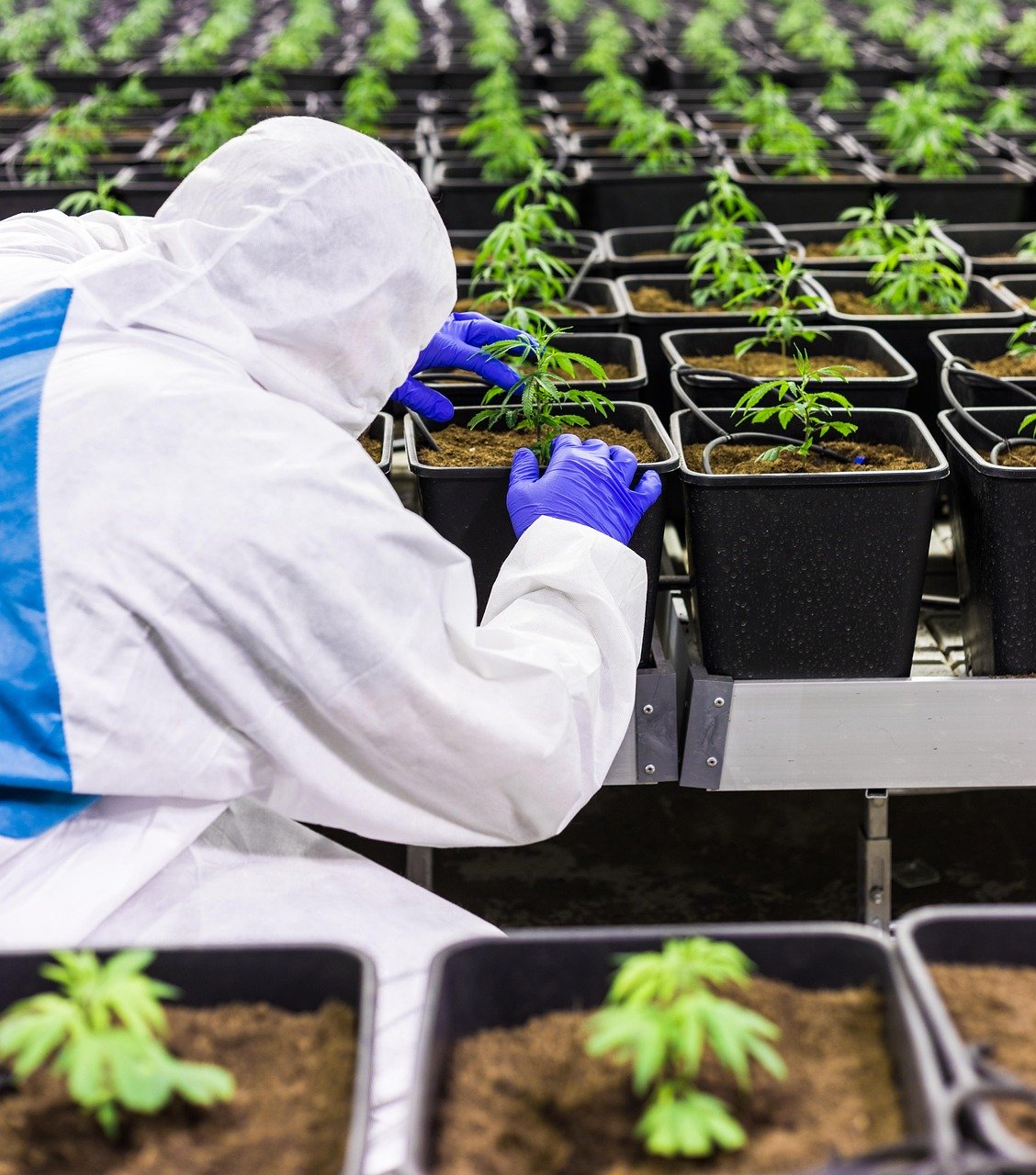 Подготовка и использование семян конопли для рыбалки