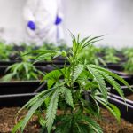 Семена конопли и их использование images341.jpg