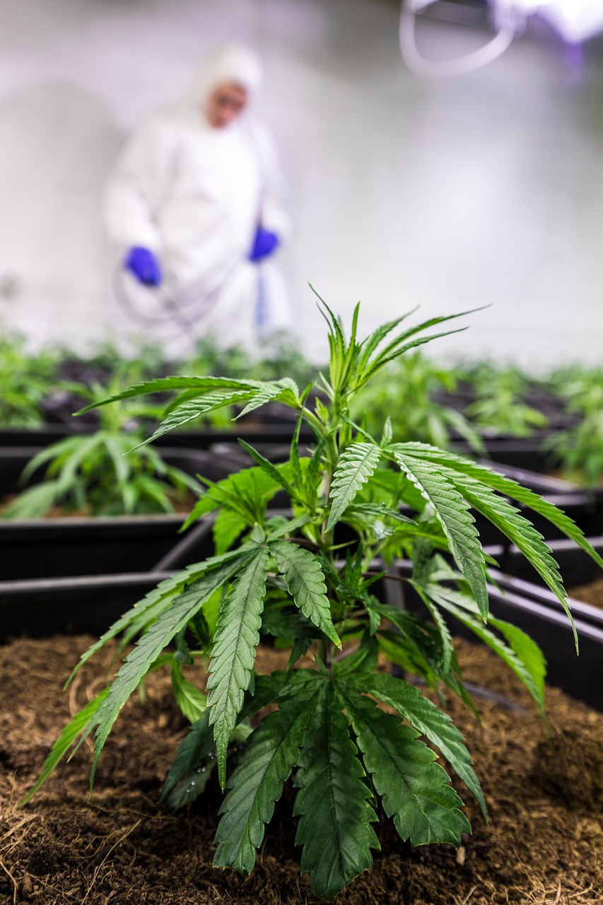 Семена конопли и их использование