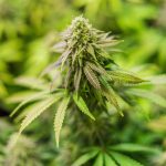 Семена конопли польза и рецепты для здорового питания images344.jpg