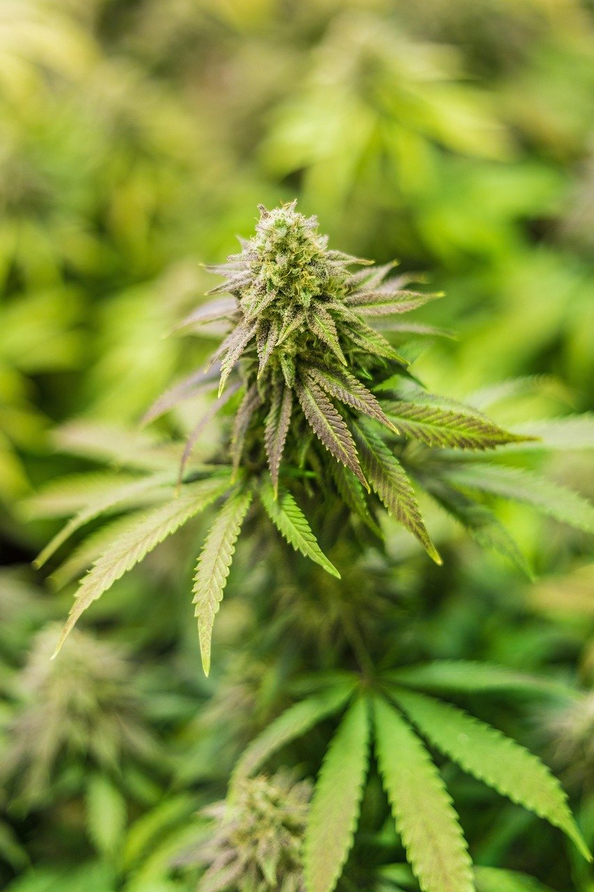 Семена конопли польза и рецепты для здорового питания