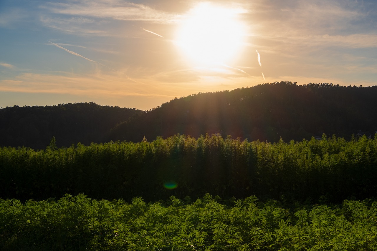 Семена конопли Auto No Name feminised от Medical Seeds