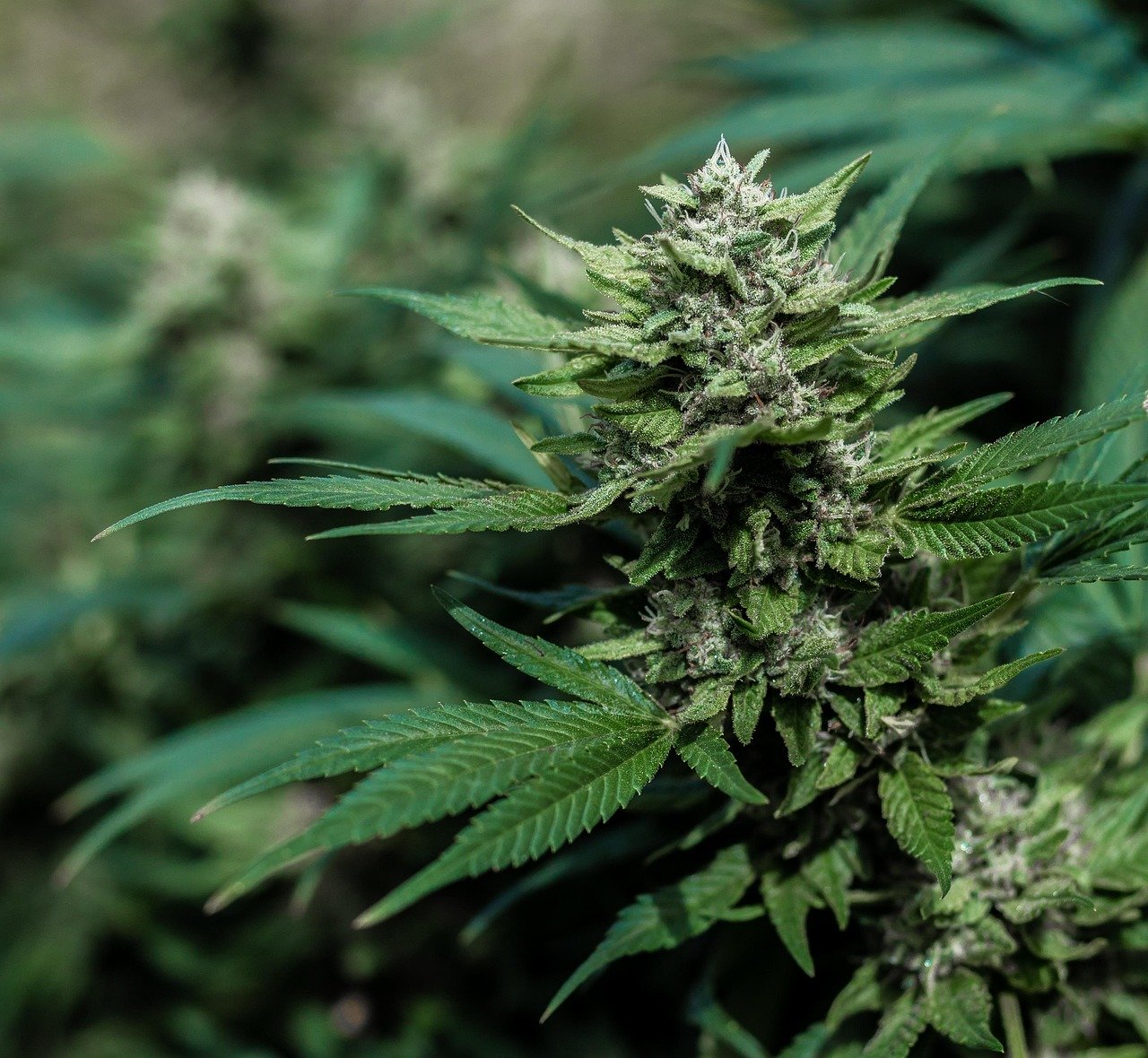 Полезные свойства и способы употребления семян конопли