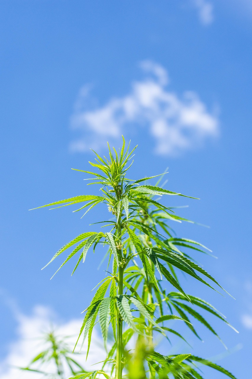 Купить Семена Конопли в Ростове-на-Дону: Где и Как Выбрать Качественные Семена