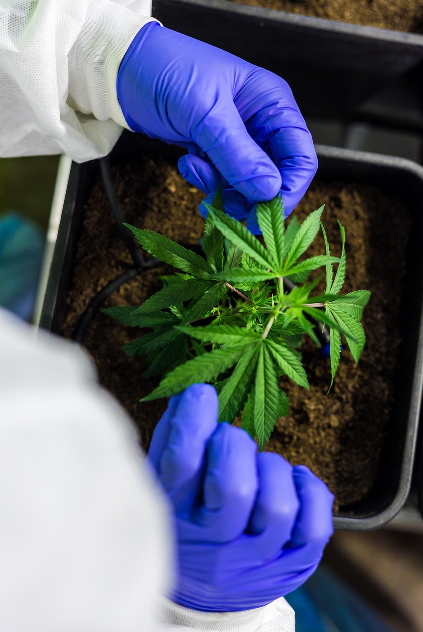 Проращивание семян конопли и уход за проростками