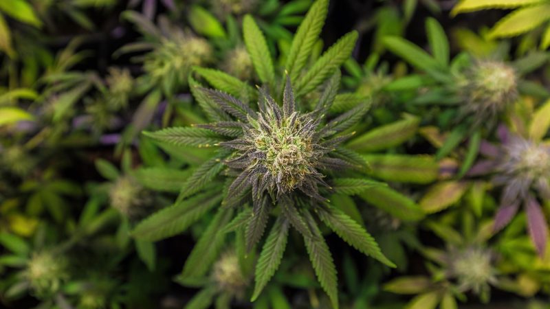 Семена конопли Super Bud feminised от производителя Ganja Seeds