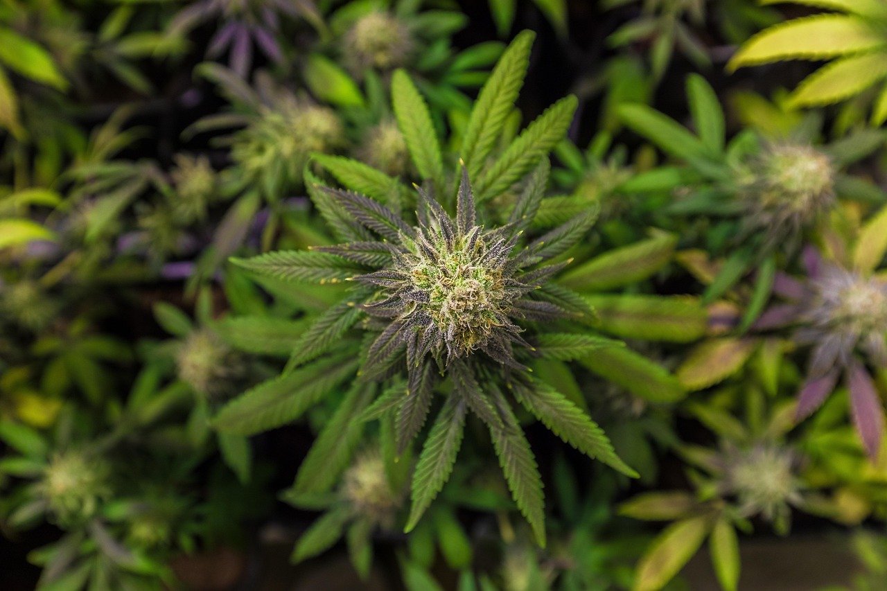 Семена конопли Super Bud feminised от производителя Ganja Seeds