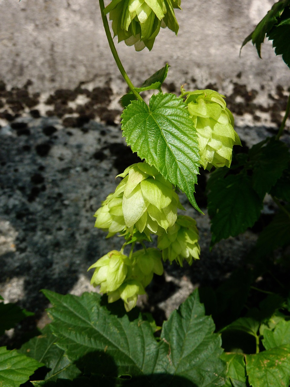 Автоцветущие семена конопли преимущества и особенности выращивания