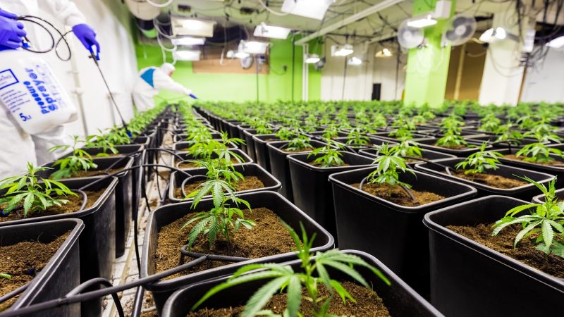 Покупка семян марихуаны где купить и как выбрать качественные семена