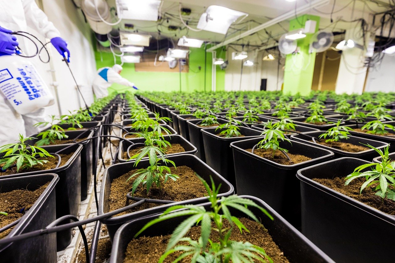 Покупка семян марихуаны где купить и как выбрать качественные семена