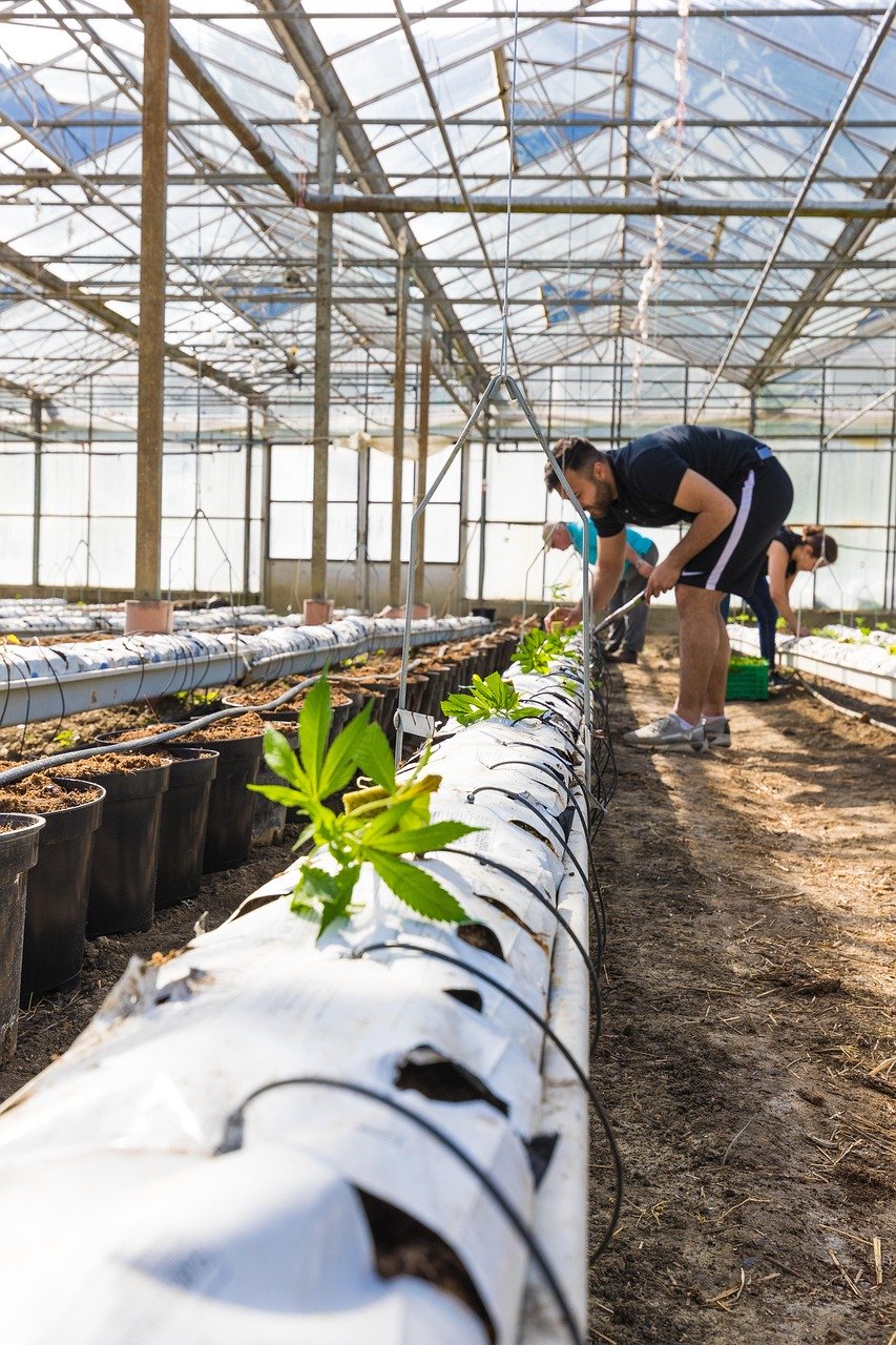 Масло из семян конопли получение и преимущества