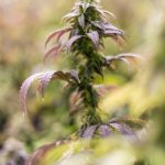 Приобретение семян марихуаны в Омске: особенности и риски images363.jpg