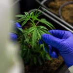 Семена конопли Reserva Privada Mix Pack feminised images365.jpg