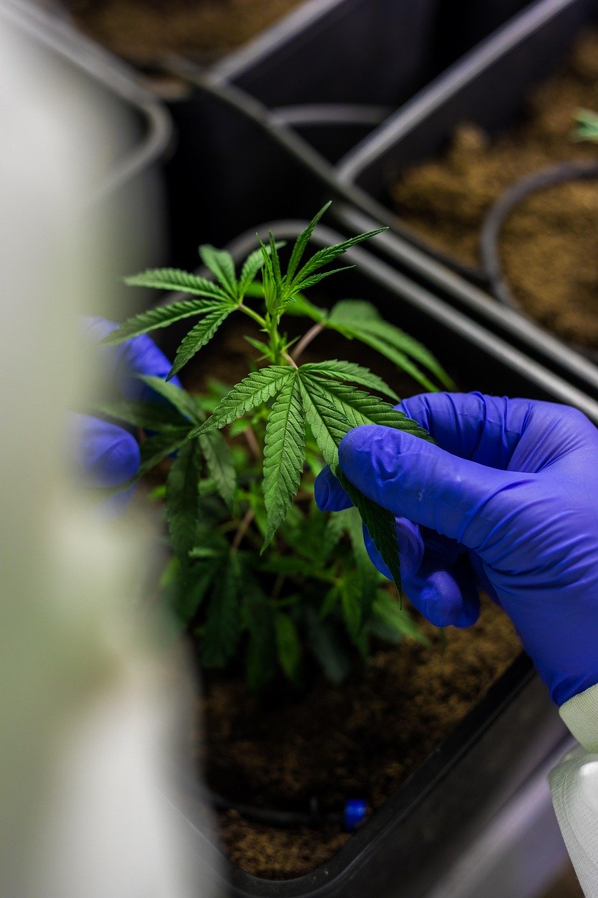 Семена конопли Reserva Privada Mix Pack feminised