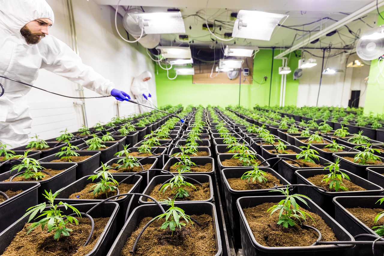 Автоцветущие семена каннабиса преимущества и где купить на Семяныч