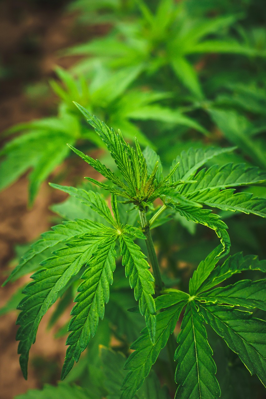 Как выбрать надежный сайт для покупки семян марихуаны