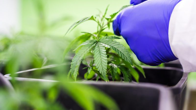 Сроки созревания семян конопли и определение их готовности