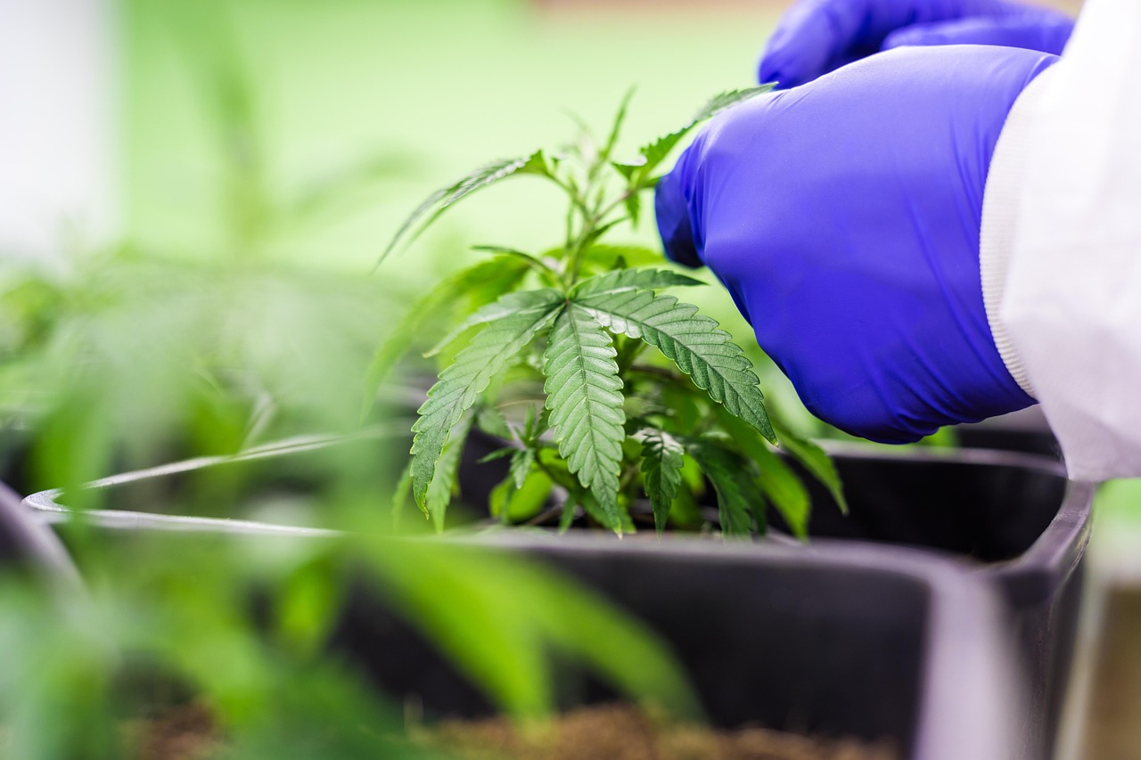 Сроки созревания семян конопли и определение их готовности