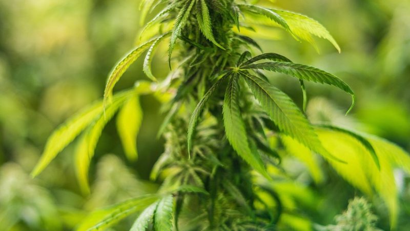 Семена конопли Auto Karatal feminised от Bang Seeds