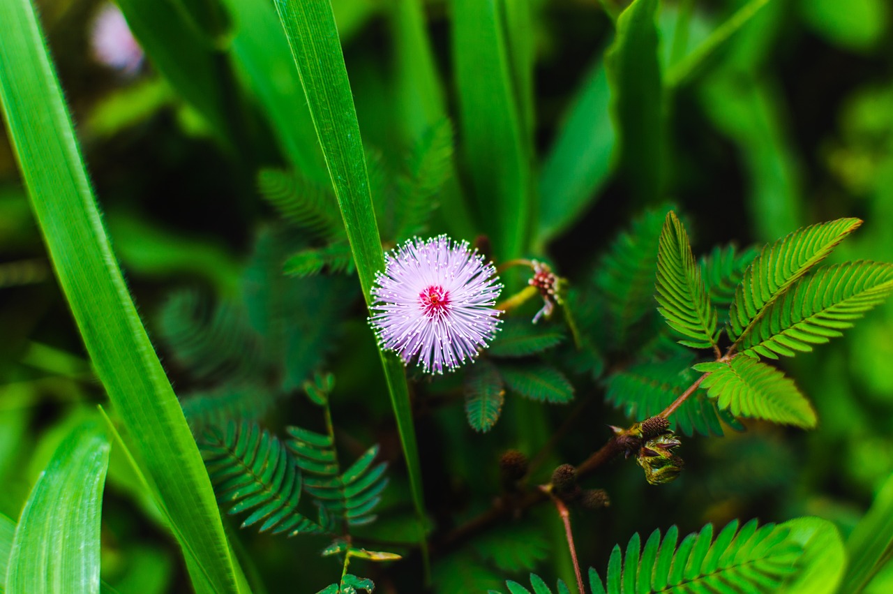 Сувениры из семян конопли как оригинальный и экологичный подарок