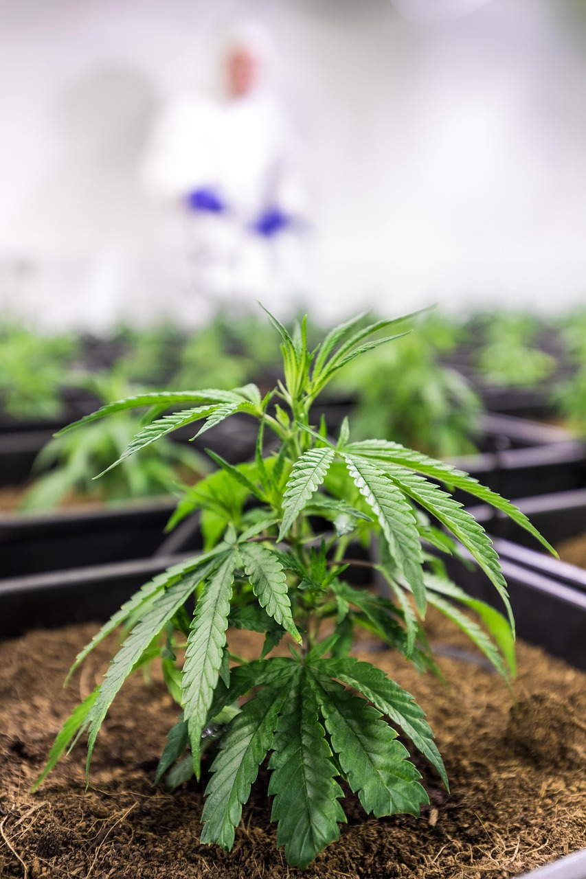 Где находятся семена у конопли