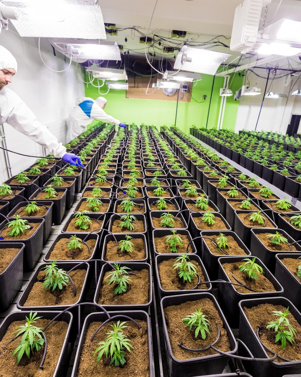 Семена конопли Auto Maxi GOM feminised от Grass-o-Matic