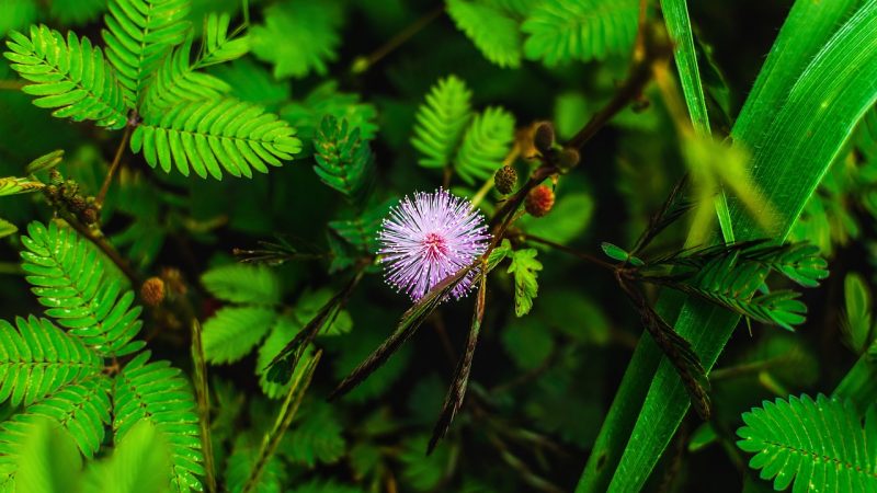 Семена конопли индийской: преимущества и выбор качественных семян