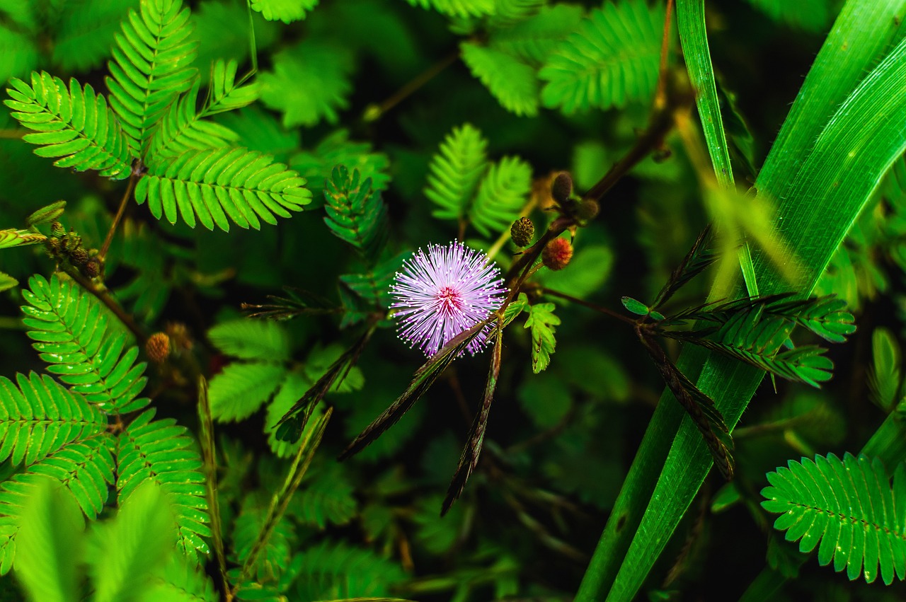 Семена конопли индийской: преимущества и выбор качественных семян