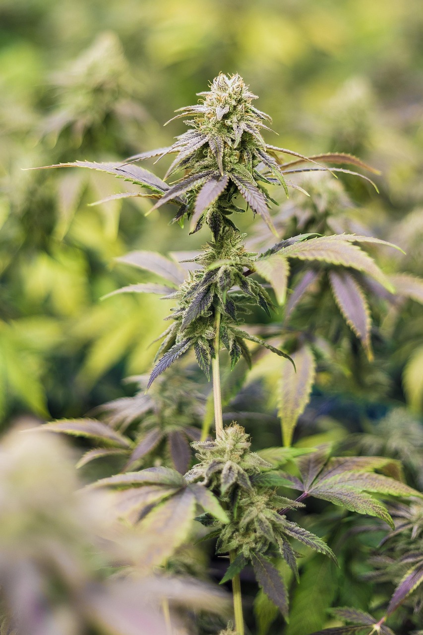 Где купить недорогие семена конопли