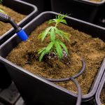 Автоцветущие Феминизированные Семена Каннабиса: Преимущества и Особенности Выращивания images379.jpg