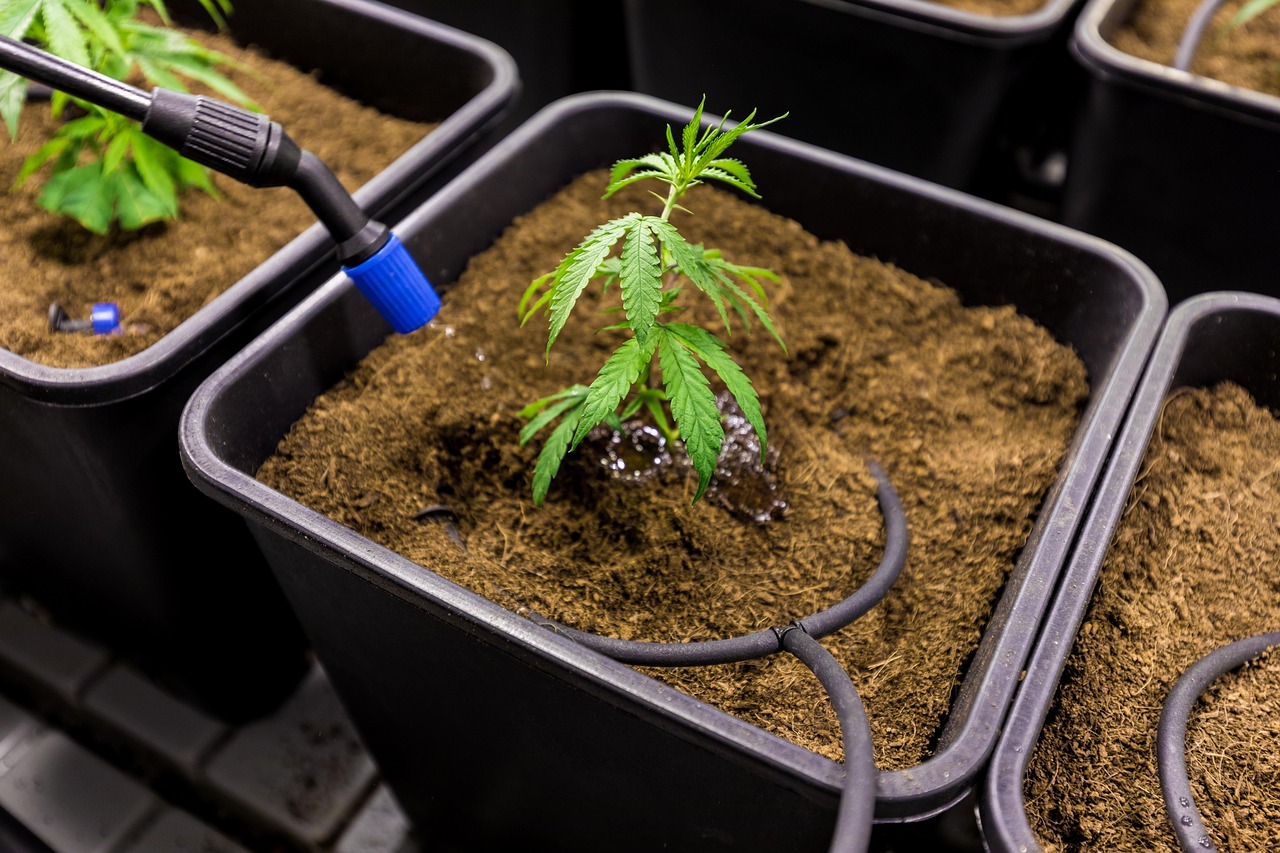 Автоцветущие Феминизированные Семена Каннабиса: Преимущества и Особенности Выращивания