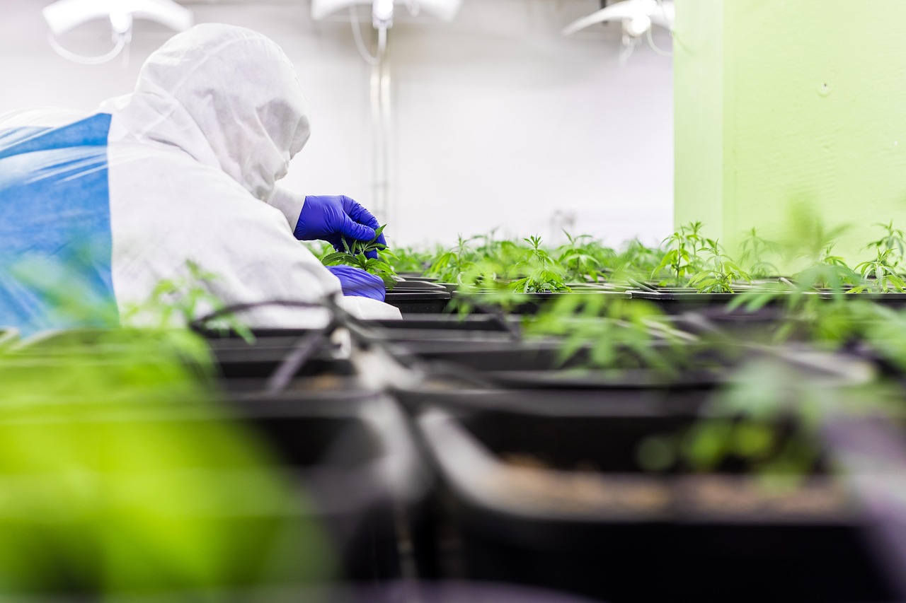 Семена конопли полезные свойства и где купить в Перми