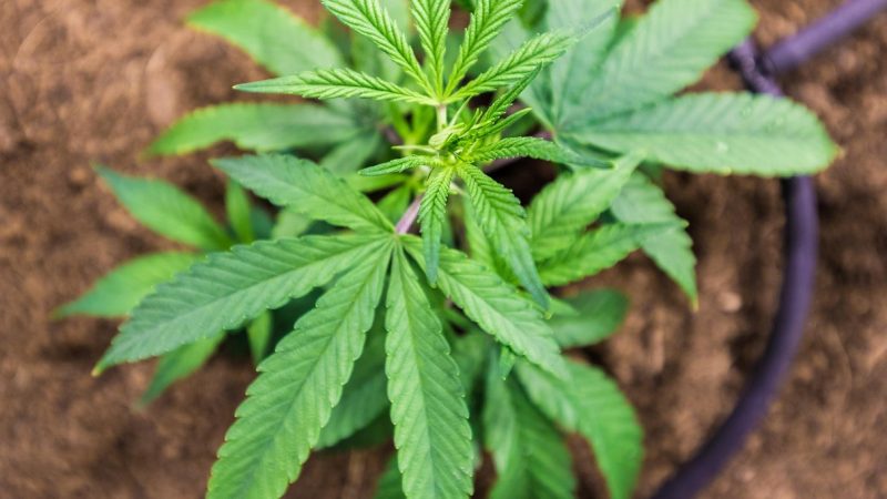 Посадка проросших семян конопли и уход за растениями