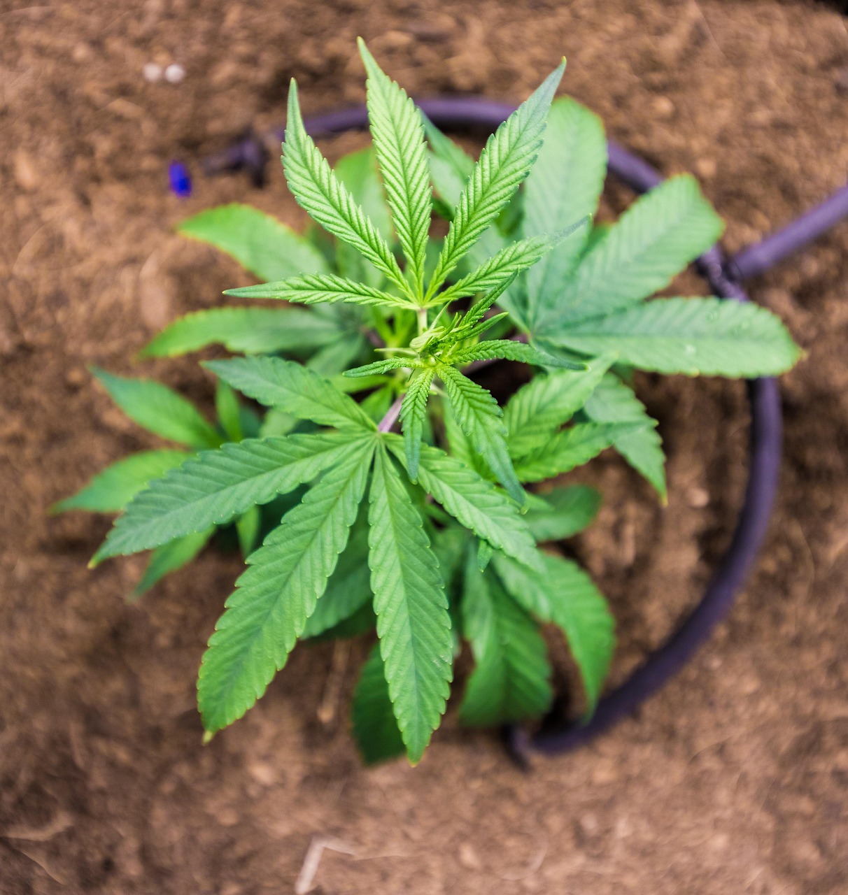 Посадка проросших семян конопли и уход за растениями