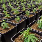 Семена Конопли Jock Horror Feminised от Nirvana Seeds images385.jpg