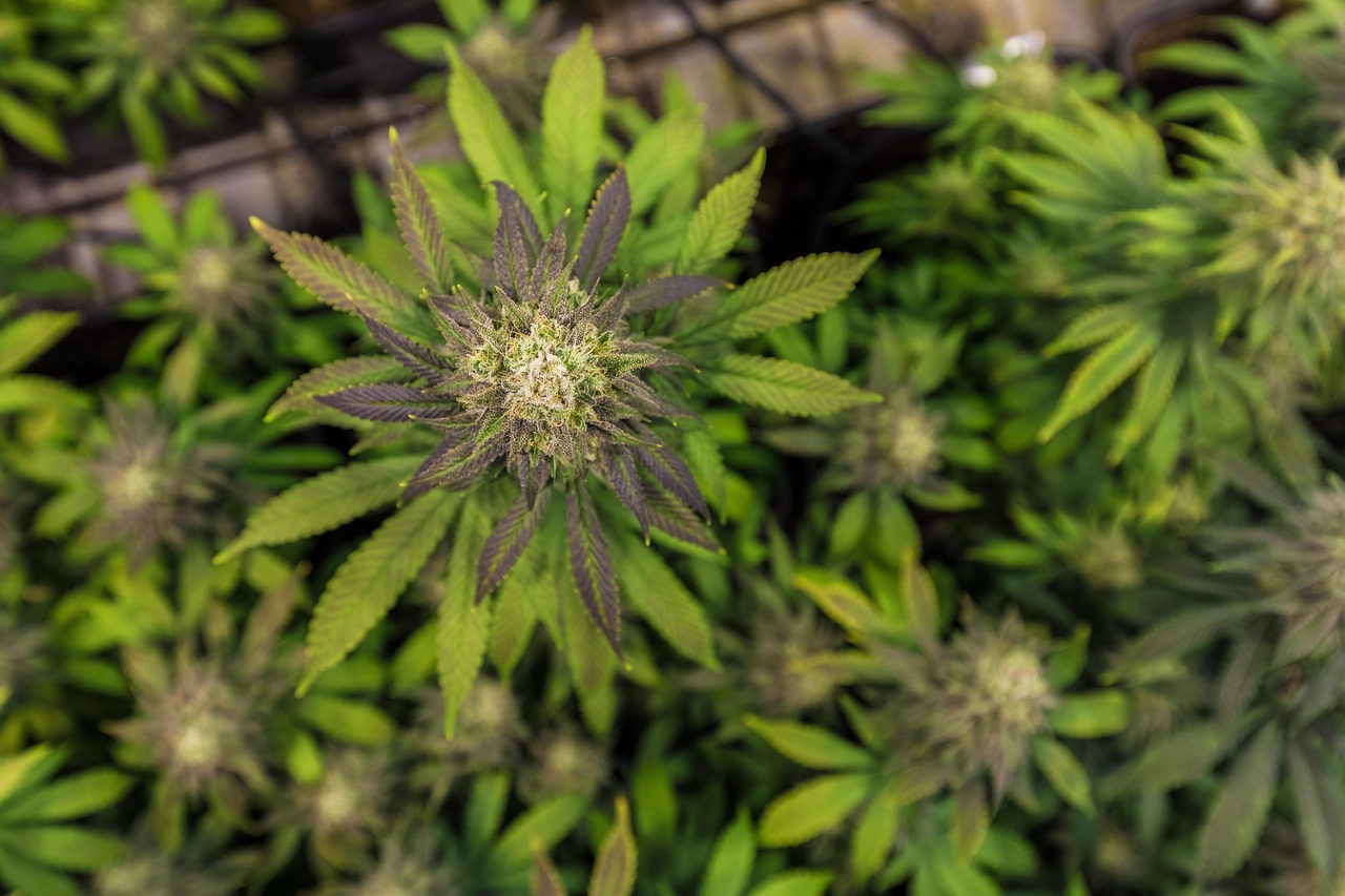 Семена конопли полезные свойства и применение