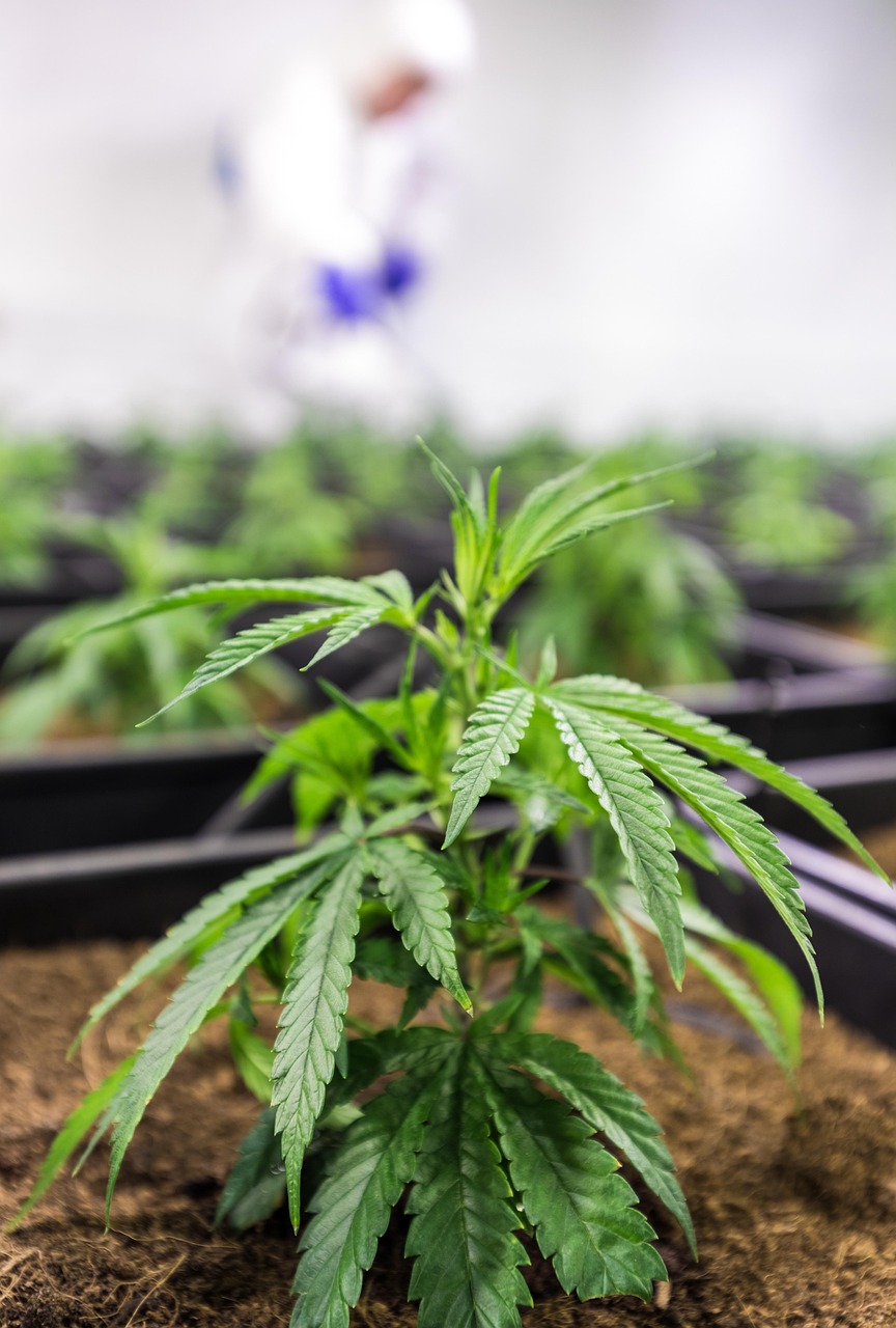 Где купить семена конопли в Москве