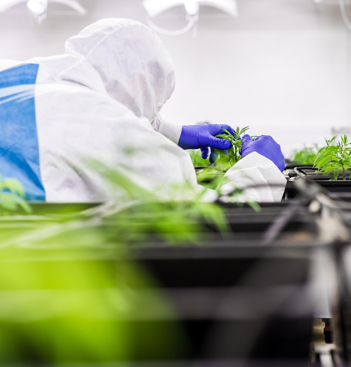 Семена конопли как эффективная приманка для рыбалки