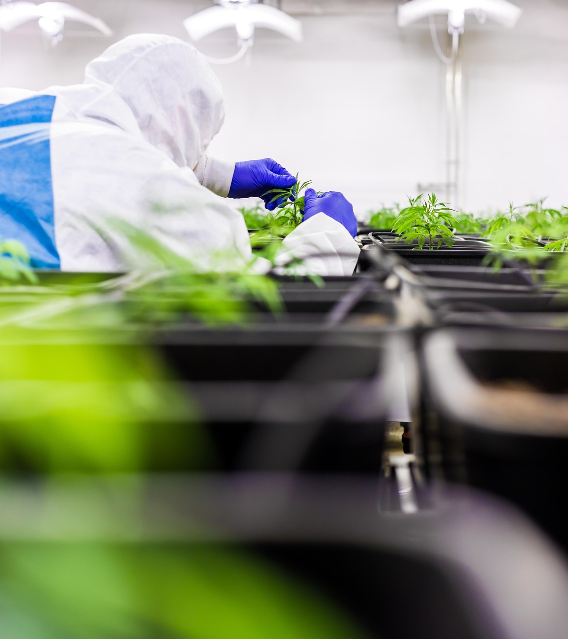 Покупка семян конопли в Минске: особенности и выбор поставщика