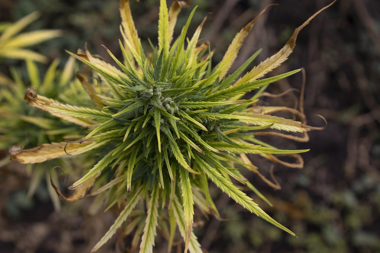 Выращивание конопли в гидропонике: преимущества и особенности метода