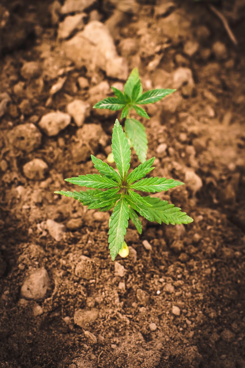 Семена конопли Auto NYC Diesel feminised от Barneys Farm