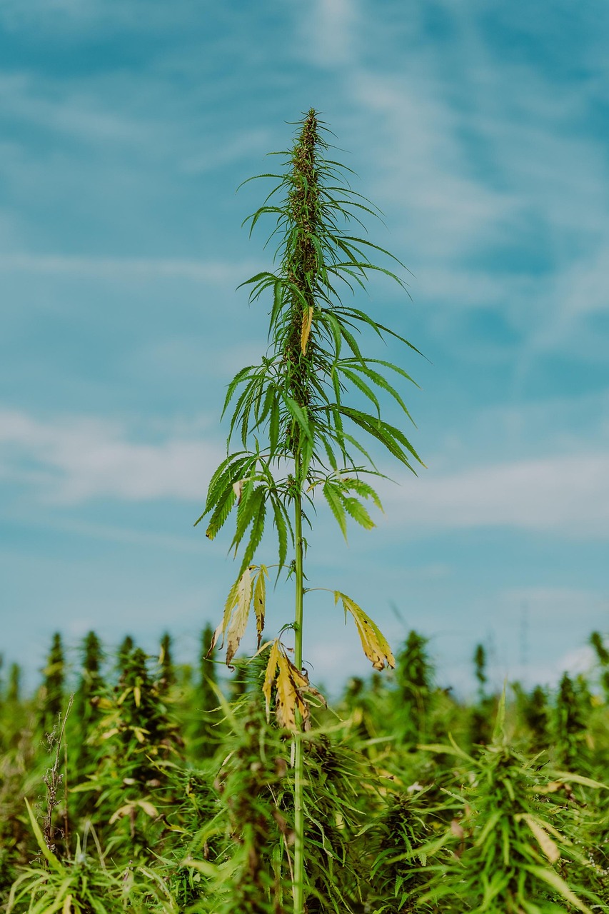 Семена конопли Autoflower High Potency Mix feminised от Dutch Passion Seeds