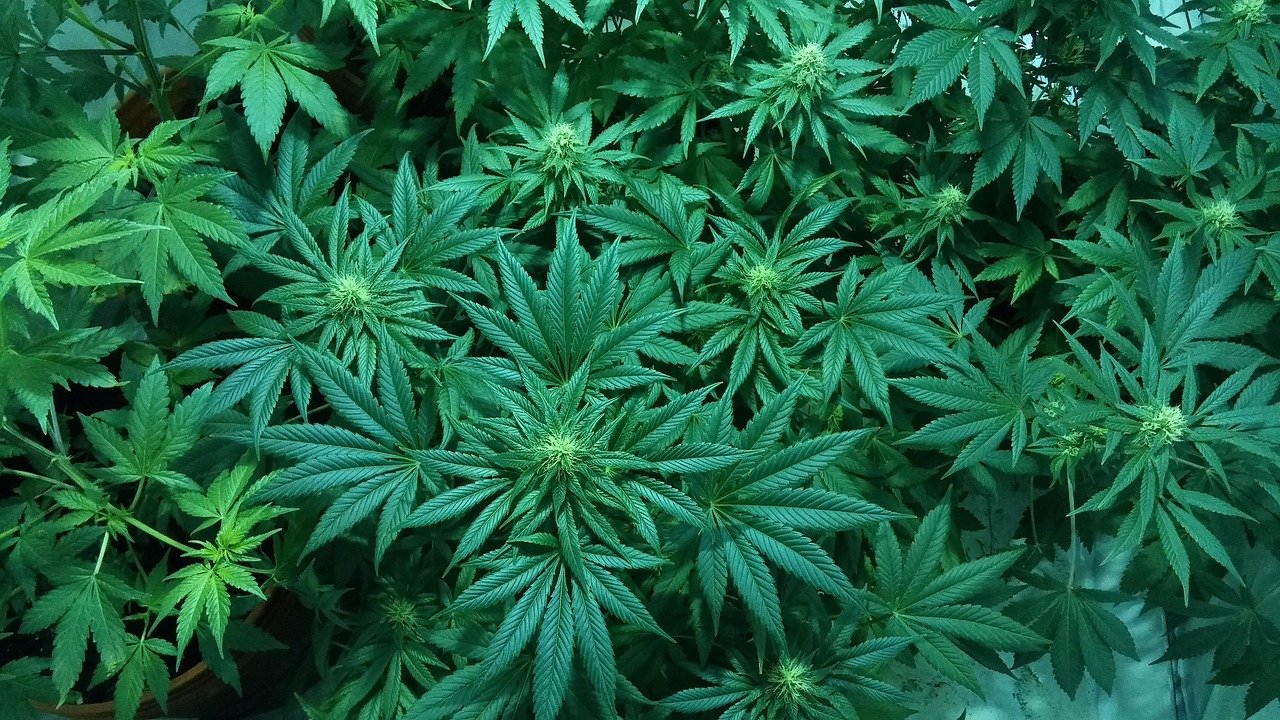 Семена конопли Chupacabra feminised от Ganja Seeds