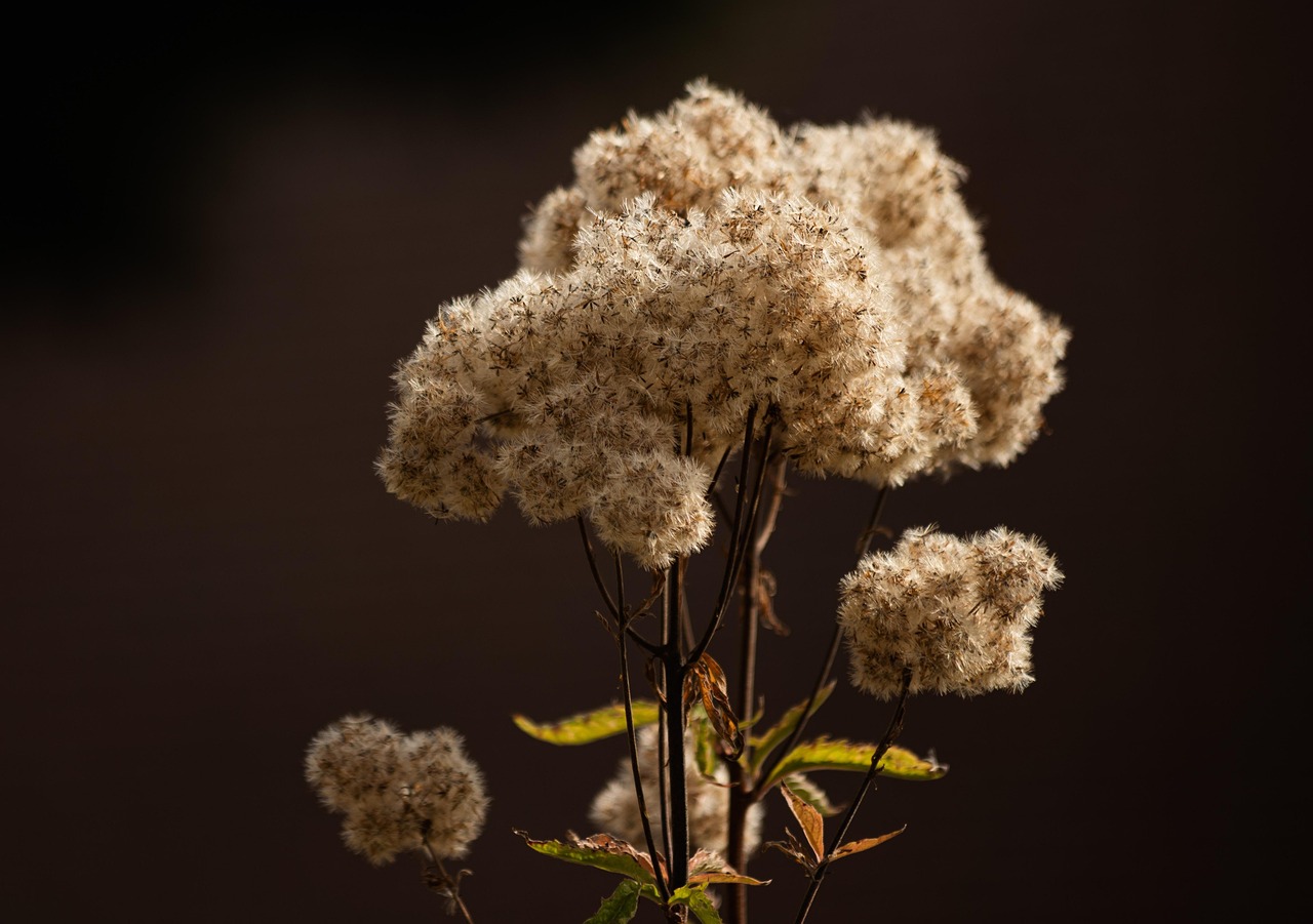 Задержание с семенами конопли что делать и какие последствия могут быть