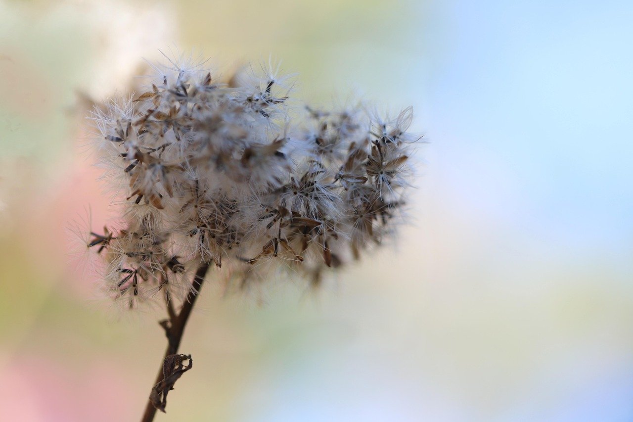 Выращивание конопли в открытом грунте